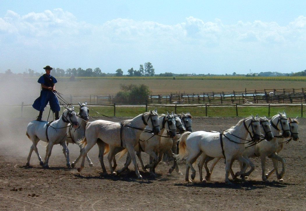 Kalocsa Equestrian Show