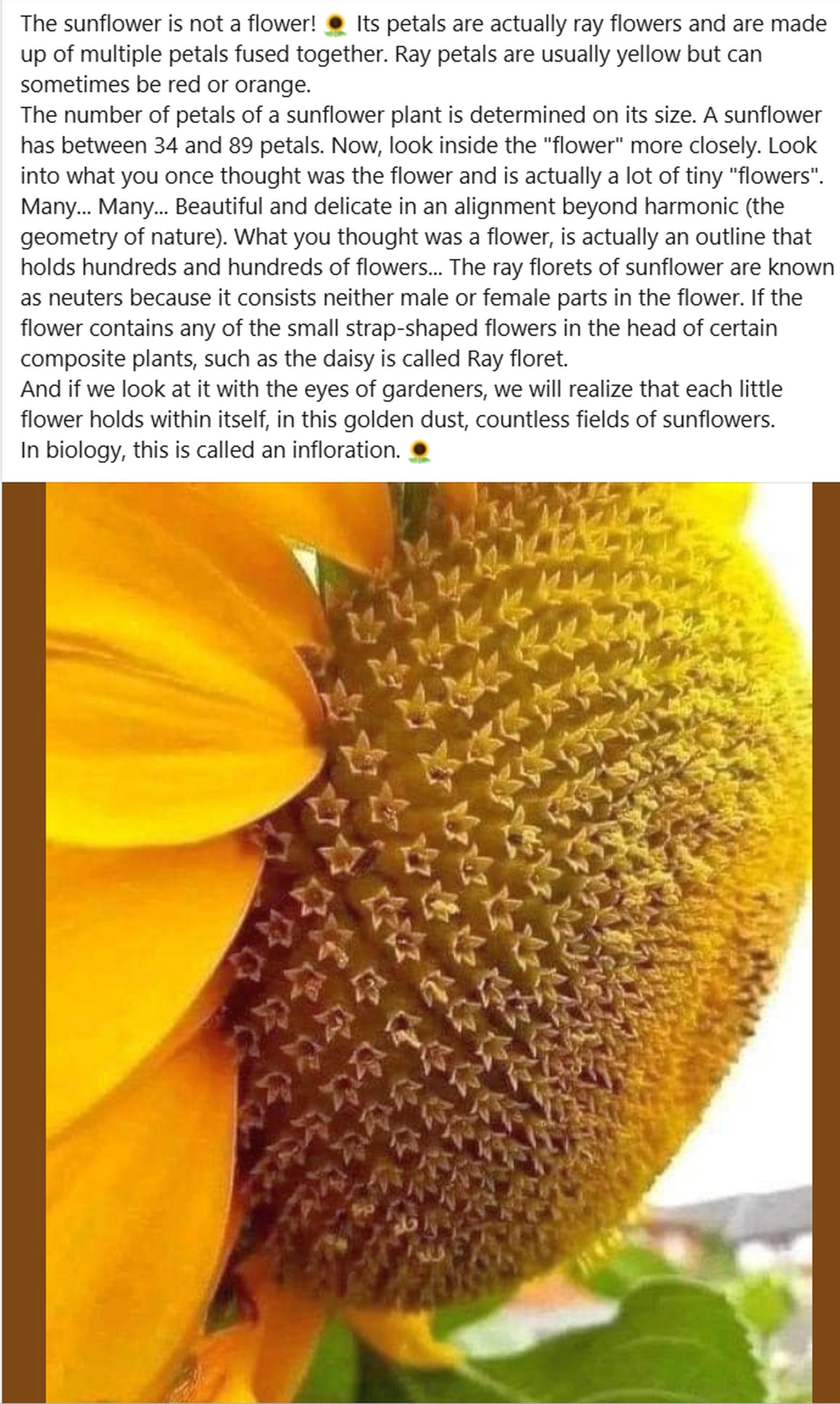sunflowers