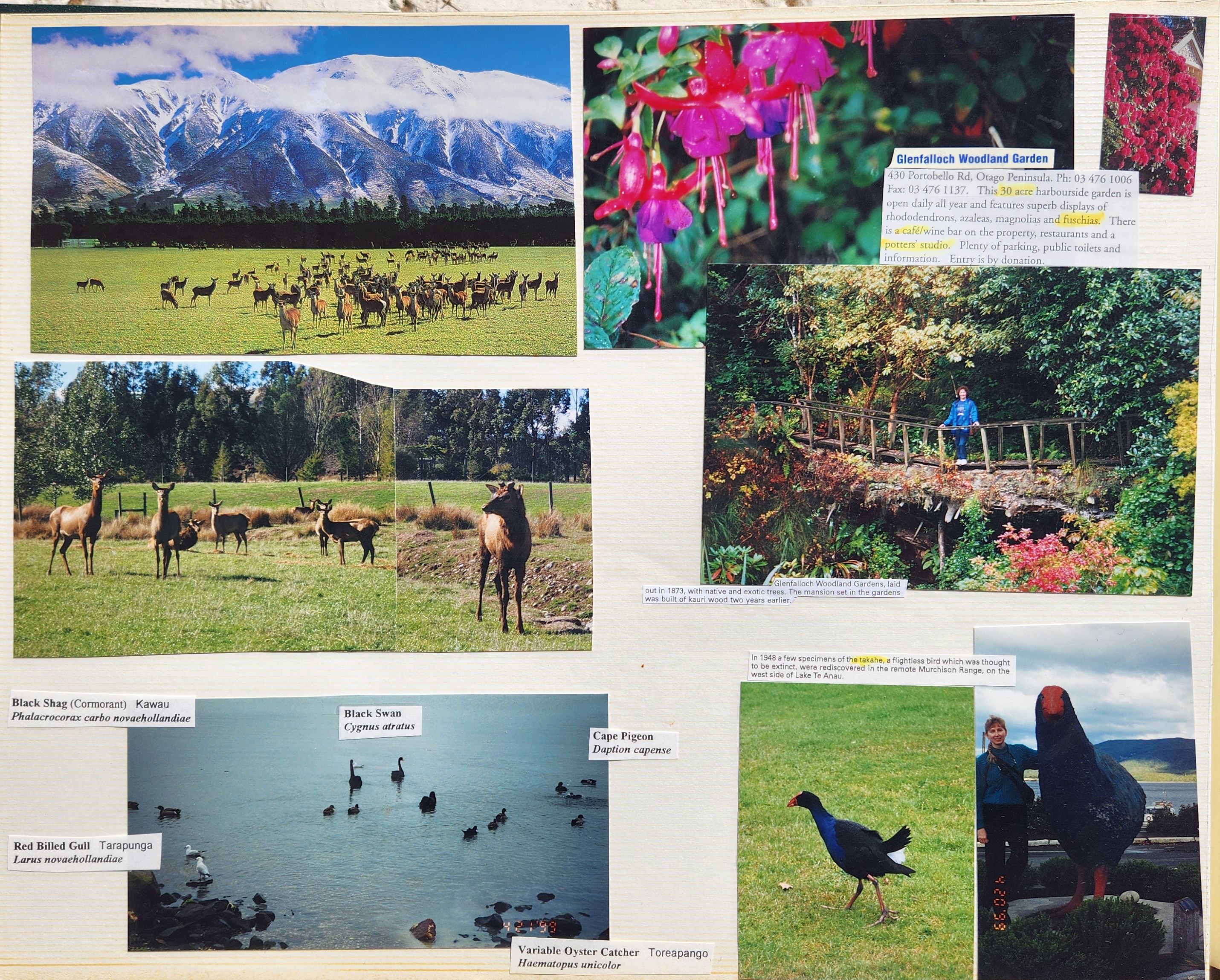 1999 Suzanna Travels to New Zealand