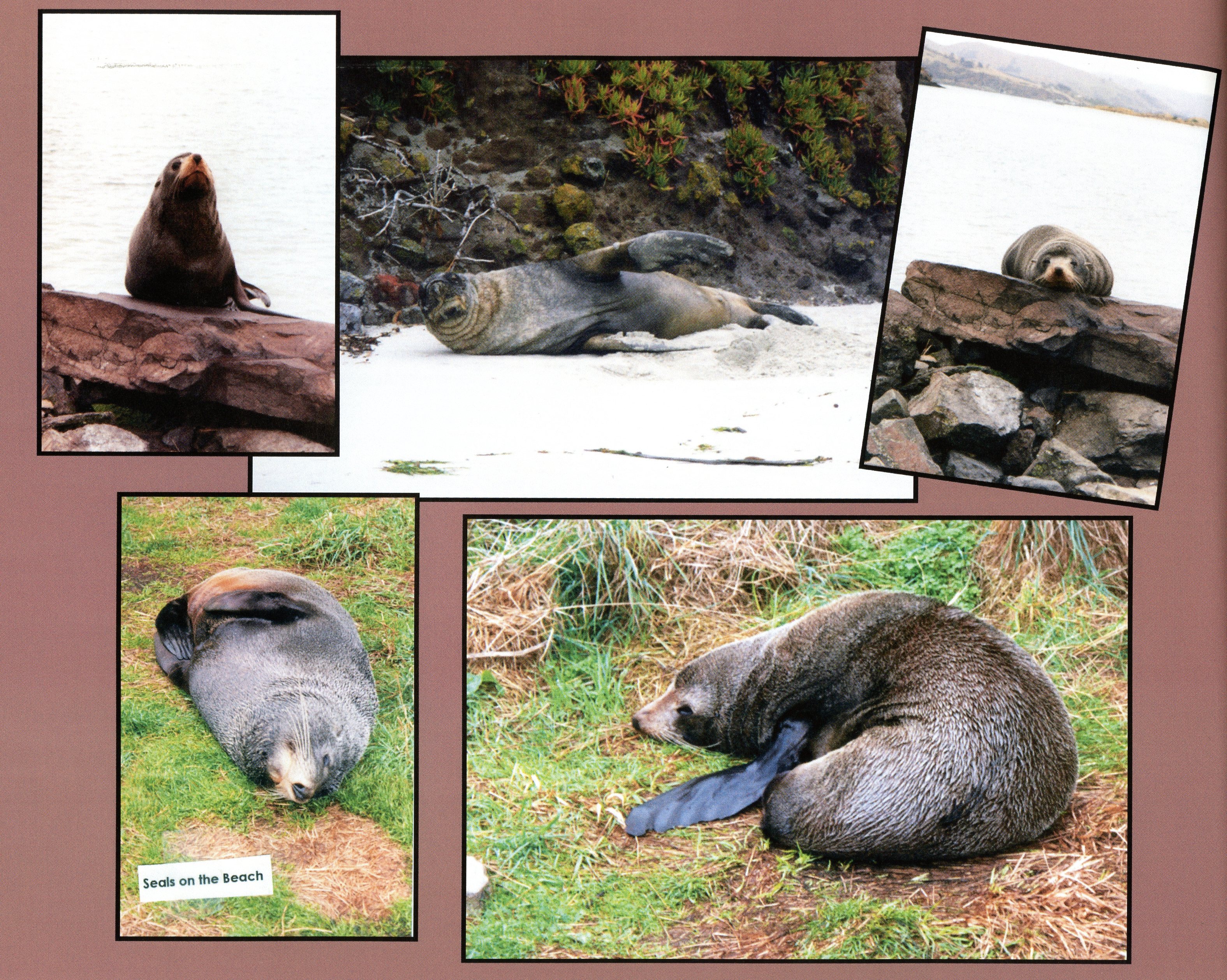 1999 Suzanna Travels to New Zealand