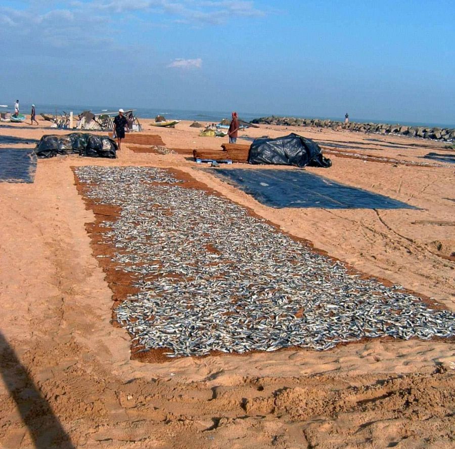 Suzanna Travels to Sri Lanka