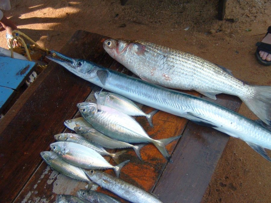 Suzanna Travels to Sri Lanka