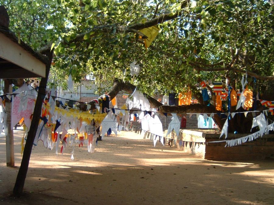 Suzanna Travels to Sri Lanka