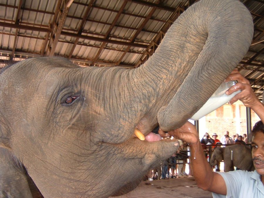 Suzanna Travels to Sri Lanka