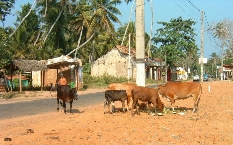 Suzanna Travels to Sri Lanka