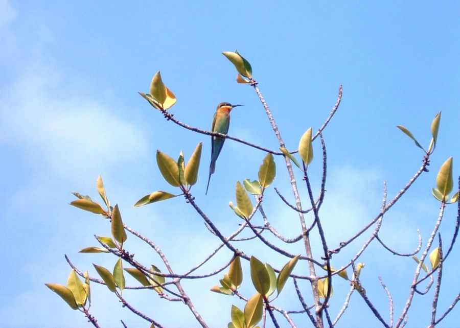 Suzanna Travels to Sri Lanka